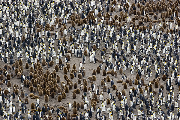 King Penguin Colony