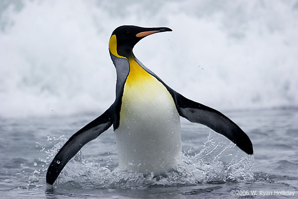 King Penguin