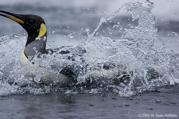 King Penguin