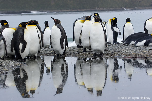 King Penguins