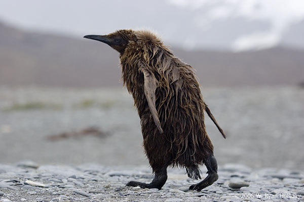 Juvenile King Penguin