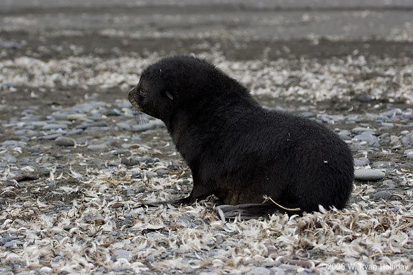 Fur Seal Pup