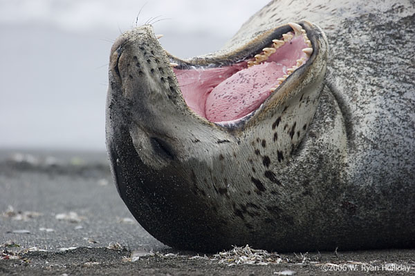 Leopard Seal