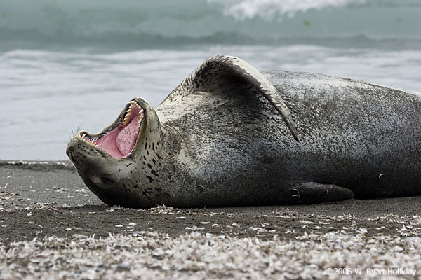 Leopard Seal