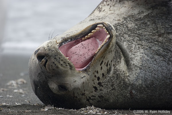 Leopard Seal