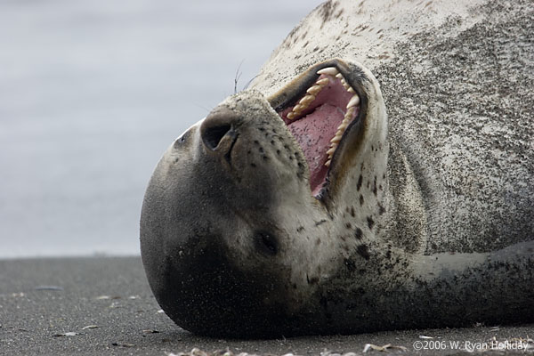 Leopard Seal