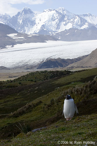 Gentoo Penguin