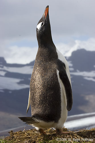 Gentoo Penguin