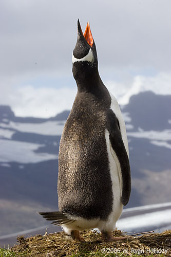 Gentoo Penguin