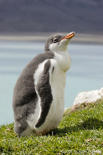 Gentoo Penguin Chick