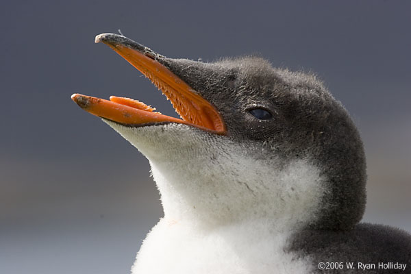 Gentoo Penguin Chick