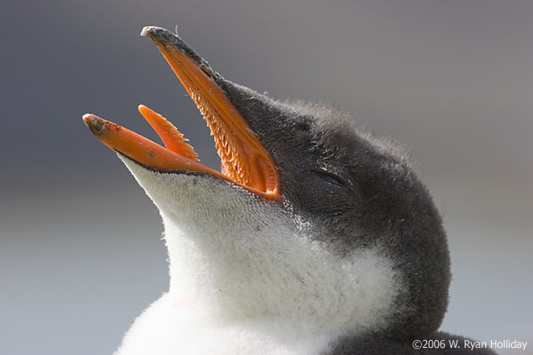 Gentoo Penguin Chick