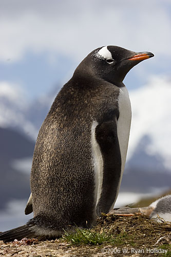 Gentoo Penguin