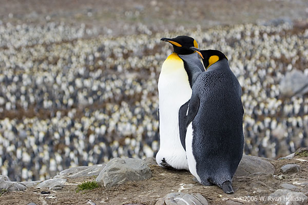 King Penguins