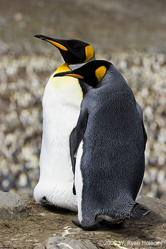 King Penguins