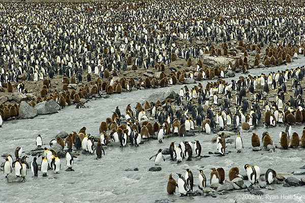 King Penguin Colony