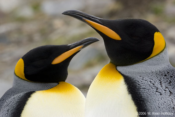 King Penguins