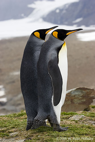 King Penguins