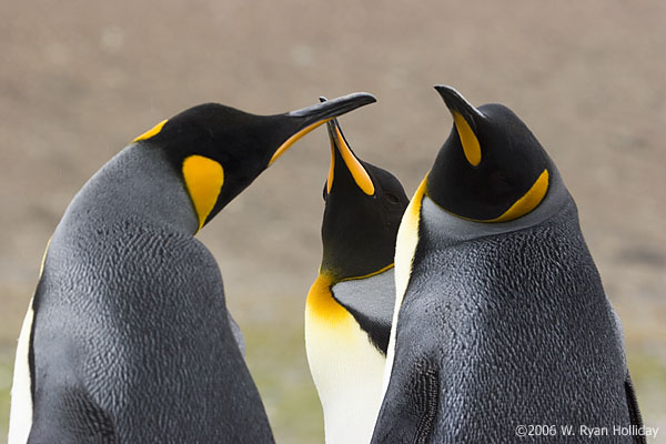 King Penguins