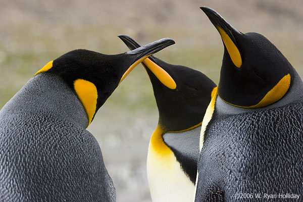 King Penguins in St. Andrews Bay