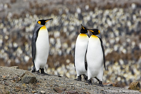 King Penguins