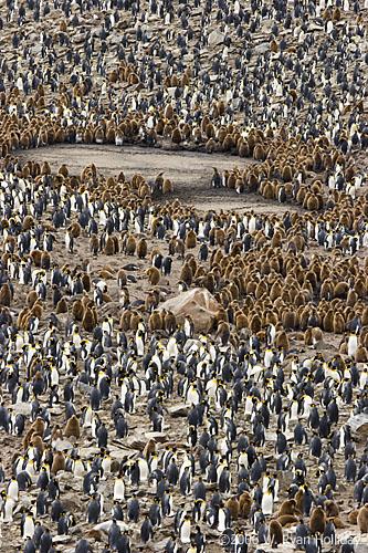 King Penguin Colony