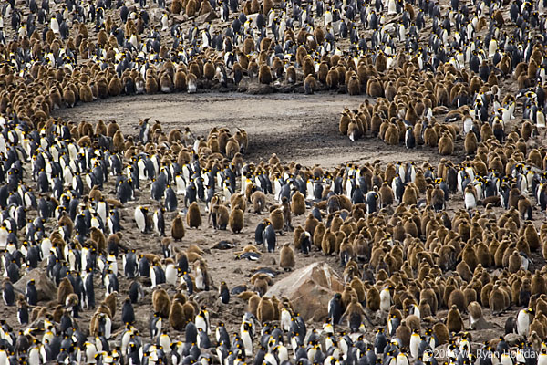 King Penguin Colony