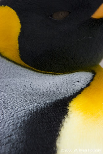 King penguin, St. Andrews Bay