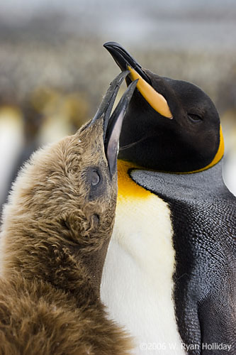 King Penguin and Chick