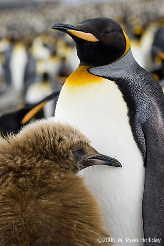 King Penguin and Chick