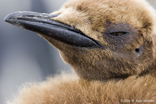 King Penguin Chick