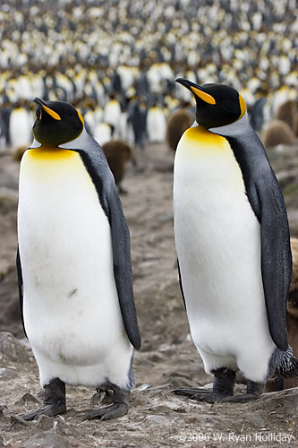 King Penguins