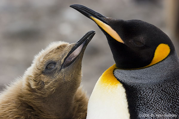 King Penguin and Chick