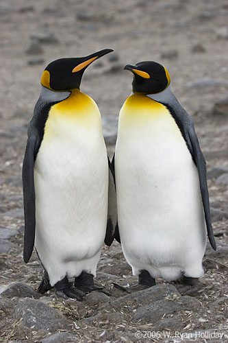 King Penguins