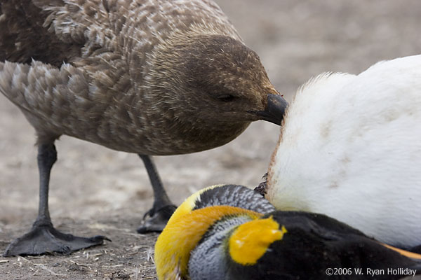 Skua