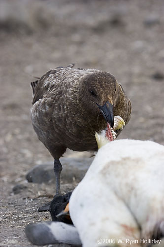 Skua