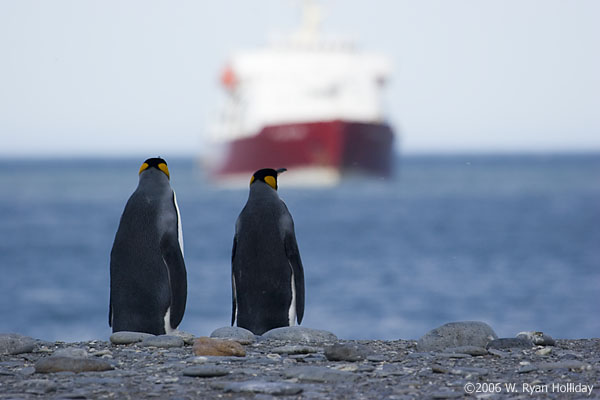 King Penguins and M/V Polar Star