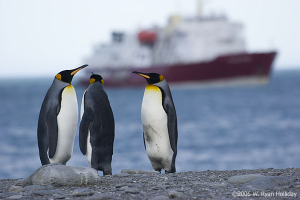 King Penguins and M/V Polar Star