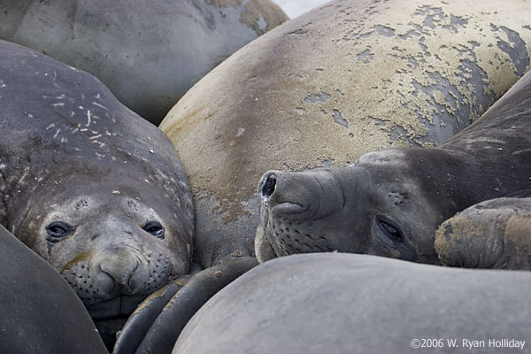 Elephant Seals