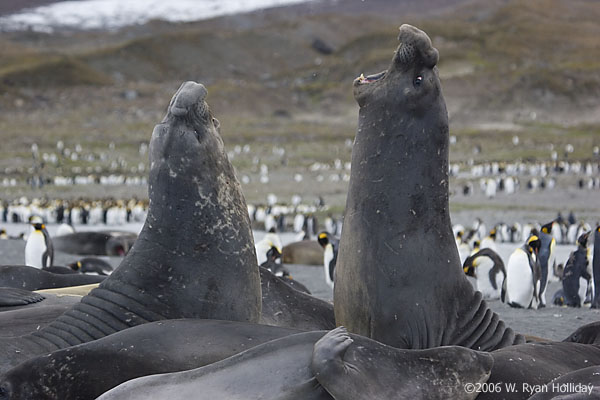 Elephant Seals