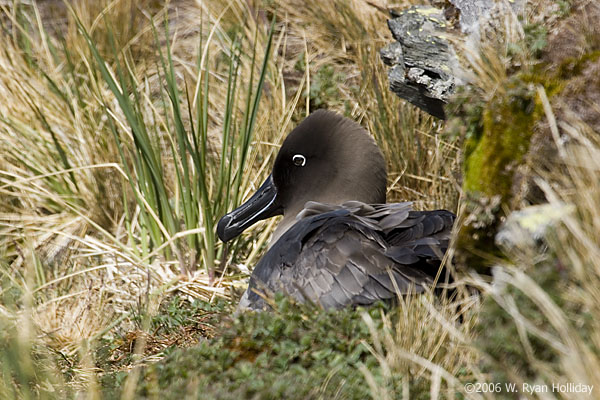 Light-Mantled Sooty Albatross