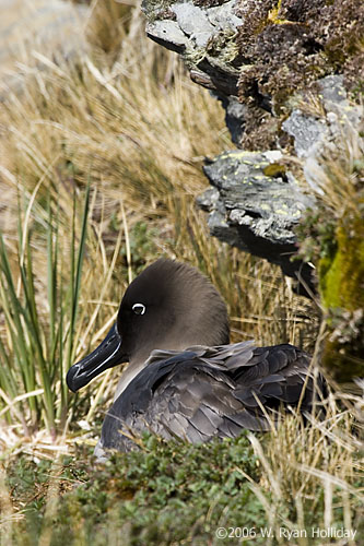 Light-Mantled Sooty Albatross