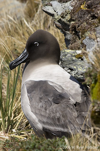 Light-Mantled Sooty Albatross