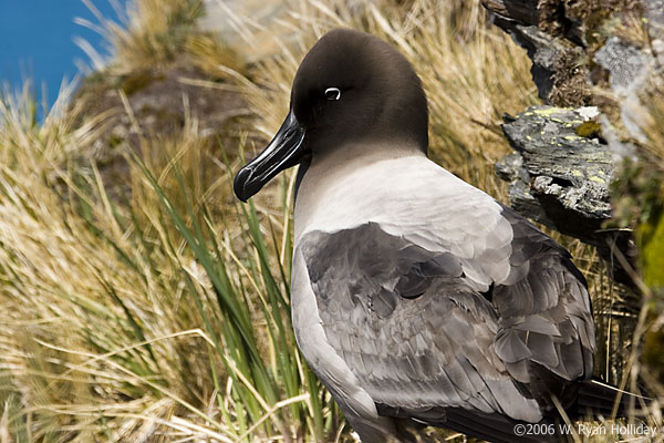 Light-Mantled Sooty Albatross