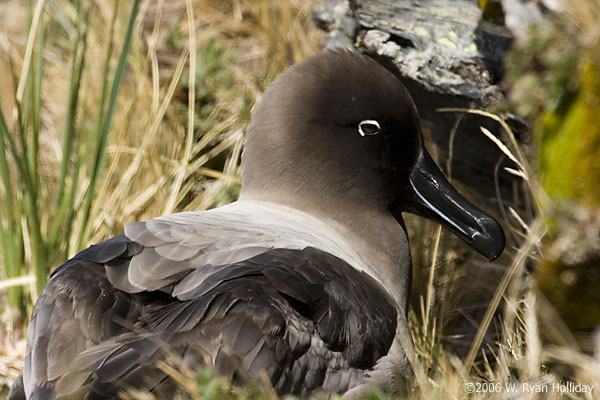 Light-Mantled Sooty Albatross