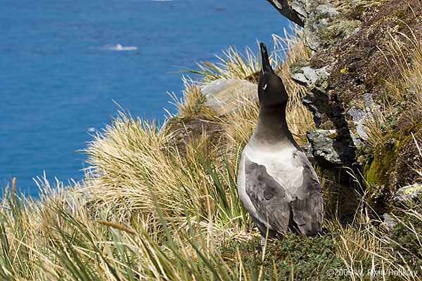 Light-Mantled Sooty Albatross