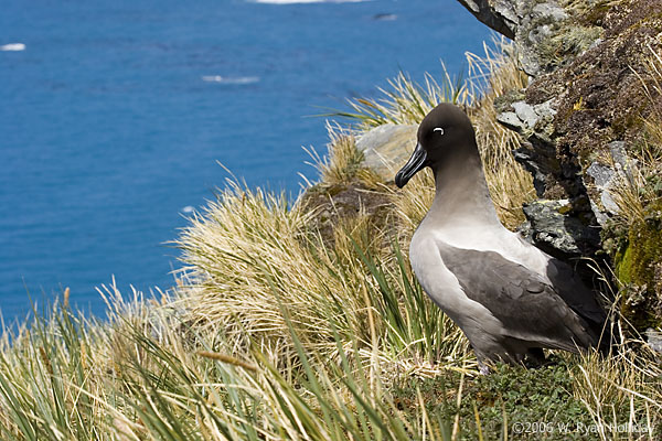 Light-Mantled Sooty Albatross