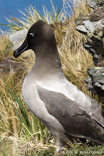 Light-Mantled Sooty Albatross