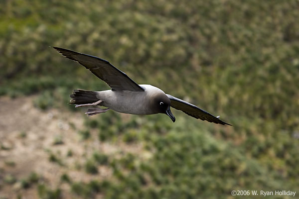 Light-Mantled Sooty Albatross