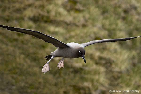 Light-Mantled Sooty Albatross